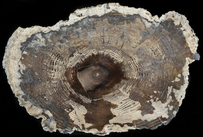 Petrified Wood (White Ash) Slab - McDermitt, Oregon #66168